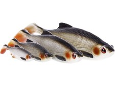 Westin Ricky The Roach Shad Tails