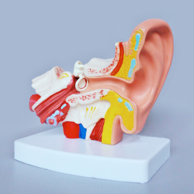 1.5 Times Enlarged Human Ear Anatomy Model Desktop for Medical Teaching US STOCK