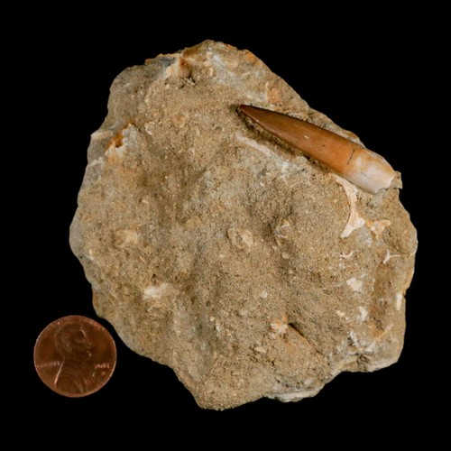 1,5 Zoll Plesiosaurier Zarafasaura Zahn Fossil in Matrix Kreidezeit Dinosaurier Ära Echtheitszertifikat - Bild 3 von 8