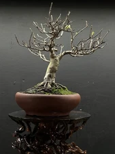Japanese Shohin Trident Maple