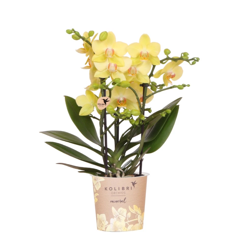 Orquídea Phalaenopsis Albenga Amarilla – con/sin maceta decorativa - Imagen 2 de 4