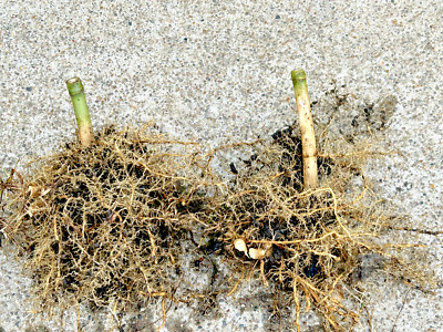 2pcs Live MOSO Bamboo Root Approx 5 in tall