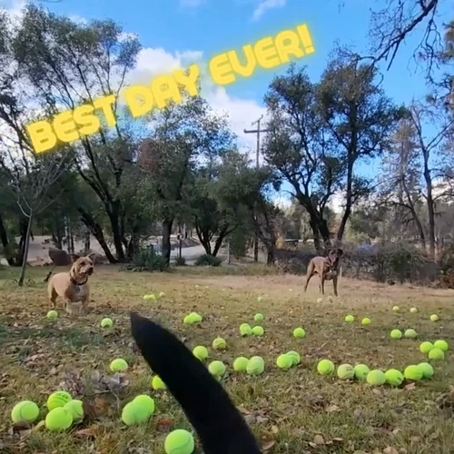 100 Used Tennis Balls - LOW COST DOG BALLS -  FREE SHIPPING - SAVE 10% - Video 1 of 1