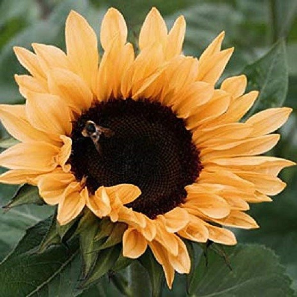25+ Sunflower / Peach Passion / Helianthus Flower Seeds / Annual