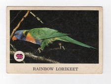 Scanlen's Gum Card 1966 Animals of Australia #13 Bird Rainbow Lorikeet