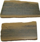 Cambrian Weeks Fm rock slice with bedding and Lingulella brachiopod fossil x1