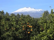 Arance Rosse di Sicilia bio Tarocco da Spremuta 18 kg 