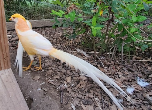 3 Peach Golden Pheasant Hatching Eggs