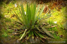 RARE AGAVE FILIFERA SCHIDIGERA thread-leaf succulent aloe plant seed - 15 SEEDS 