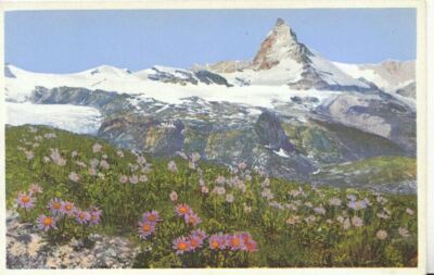 Blumen Postkarte - Aster Alpinus (Alpenaster) Bei Zermatt - Ref TZ7643