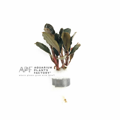 Bucephalandra Brownie Ghost | Aquarium Plants Factory 