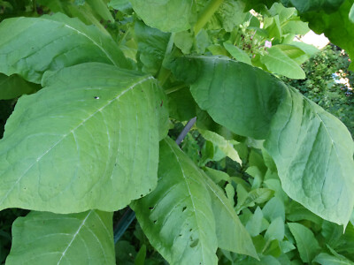 Black Mammoth Tobacco 2000+ Seeds Snuss Snuff Chew Pipe Cigarettes 2025  Crop