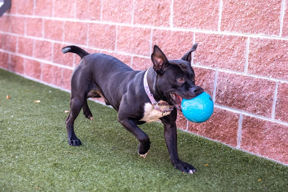 Jolly Pets Floating Soccer Ball Dog Toy 6 Inch Ocean Blue for Fetch and Play - Image 2 of 4