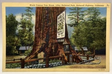 World Famous Tree House, Lilley Redwod Park, Redwood Highway California Postcard