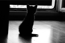 Kitten Looking Outside Shadow Dark  Cute Cat Poster Print Paper OR Wall Vinyl