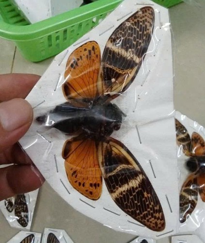 5 pcs  Angamiana floridula Cicada | Dried Specimen Spread Wings