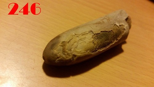 Große BELEMNITEN / Donnerkeile 50 mm Versteinerung Fossilien Millionen Jahre - Bild 12 von 24