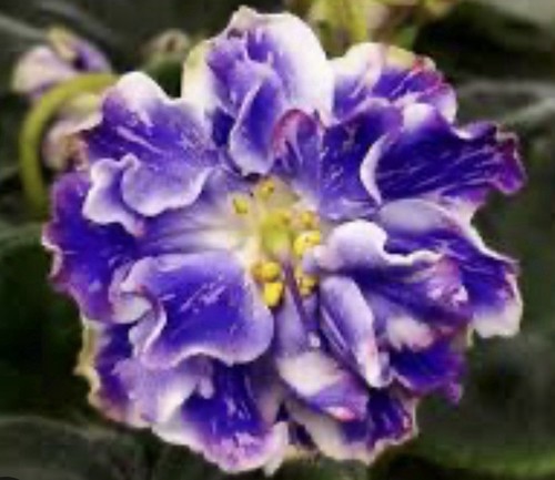 African Violet plant. ND- Uralskie Samotsveti Lux. Large starter plant. Rare!