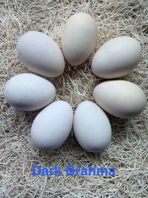 Dark Brahma Hatching Eggs Big Brahmas NPIP certified nationwide
