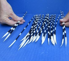 25 piece lot of South African Porcupine Quills 11 to 13 inches 51735