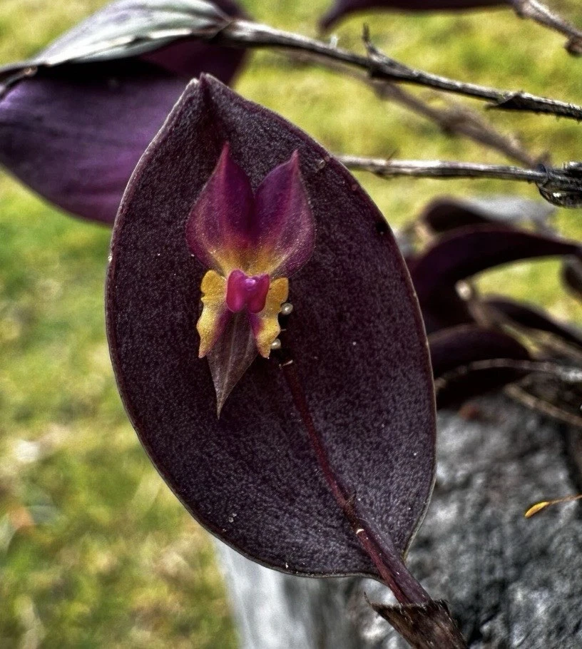 Miniature Orchid for sale | eBay