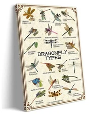 Dragonfly Wall Art Framed Vintage Insect Poster Dragonfly Types Educational W...