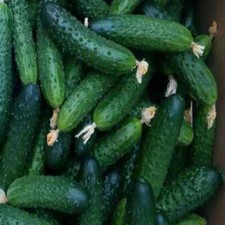 40 Seeds Cucumber MIRABELLE F1 Amour F1 Masha F1 SV 4097 F1 Holland Seminis