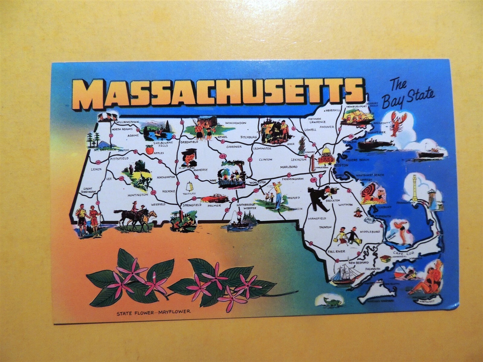 boston massachusetts state flower