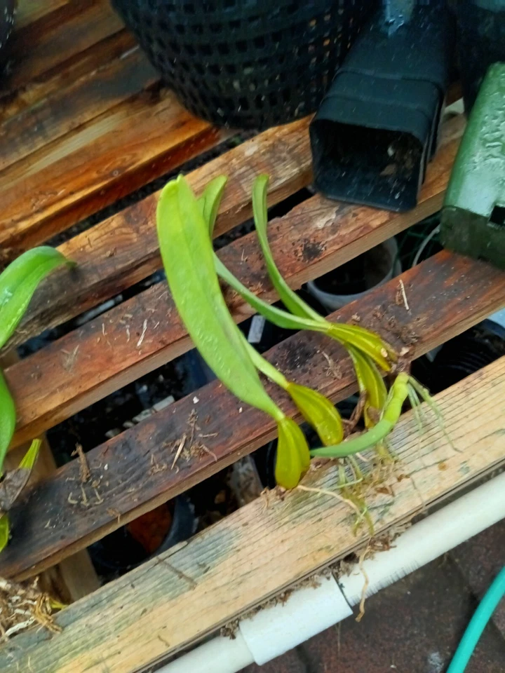 BULBOPHYLLUM  rothschildianum 'RED CHEMMEY' - Image 2 of 4