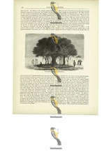 Camping Ground At Morebougou, (Moribabougou), Mali, Book Illustration, c1880