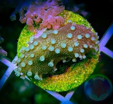 SAF~ Devil’s Hand Coral Frag,  Leather “WYSIWYG” Soft, Coral Colony, SPS, LPS