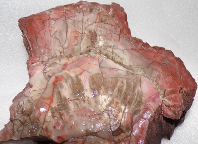 #ad #ad 3 Lb 7.5 oz Araucarioxylon Petrified Wood Chinle Formation Apache County AZ $43.46