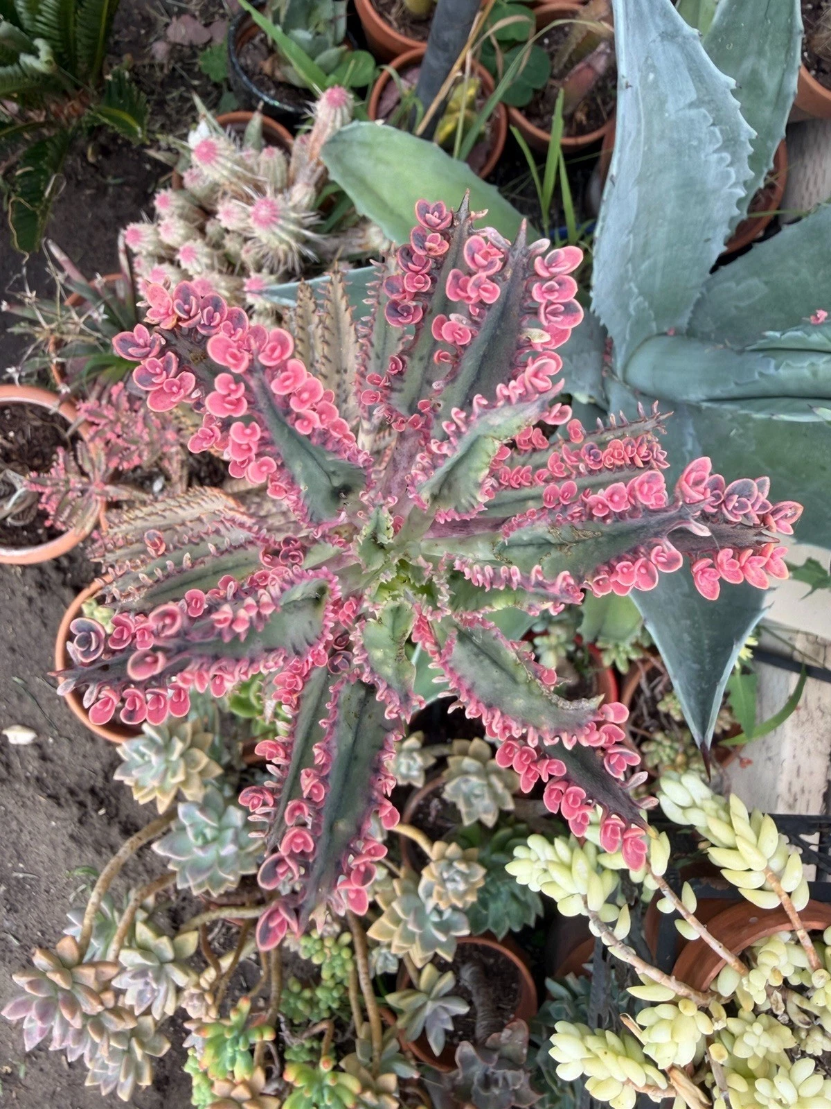 16” Kalanchoe ‘Pink Butterflies’ Succulent (Top Cutting from Mother Plant)
Opens in a new window or 