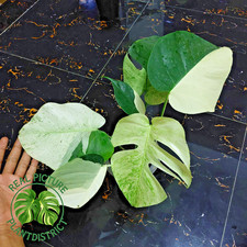 Real Photo Monstera Jungle Mint Variegated Free Phyto