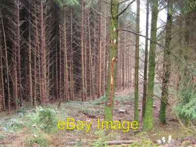 Photo 6x4 Felling Achnacraig Tom nam Fitheach Cutline or start of a cle c2007