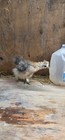 8+ Purebred  Micro bantam Silkie Hatching Eggs!  — photo 8