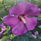 Vinnies Treasure Chest