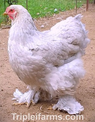 12+ GENTLE GIANT LARGE FOWL~LAVENDER BRAHMA  Fertile Chicken Hatching Eggs A++
