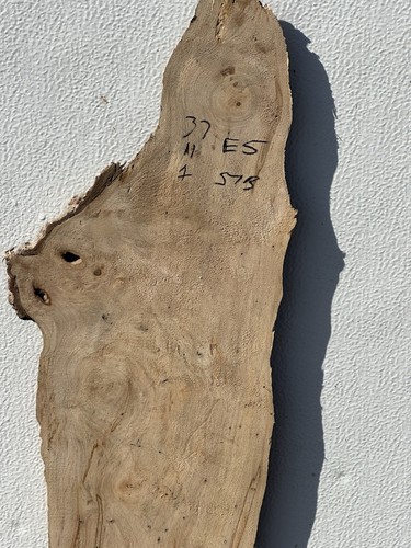 Y123 Spalted Maple Burl Live Edge Slab Woodwork Crafting Epoxy Project 37x11x1 - Picture 6 of 6