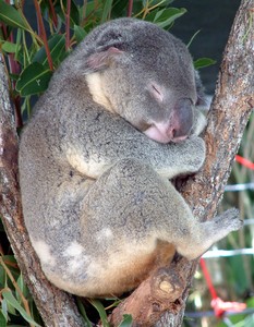 Metal Magnet Koala Bear Sleeping In Tree Australia Travel Bears