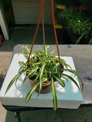 SPIDER PLANT IN 6" HANGING BASKET | eBay