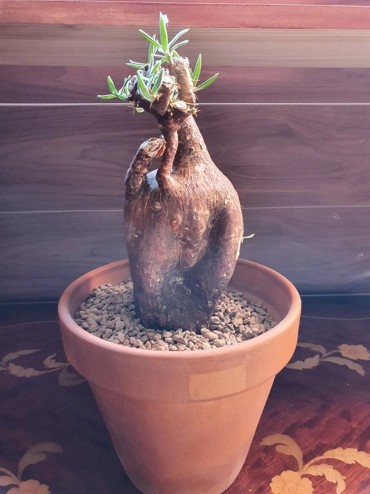 Pachypodium Bispinosum Big Rare Adult CAUDEX succulent suculenta grande - Imagen 3 de 4