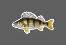 Yellow Perch Sticker Fish Animal Outdoor Wildlife Nature Gift Waterproof NEW