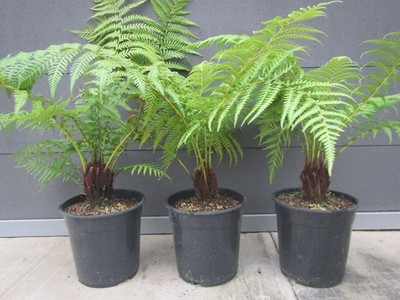 Dicksonia antarctica - Baumfarn - 5-10cm Stamm / 50-80cm  Pflanze bis -12°C schw