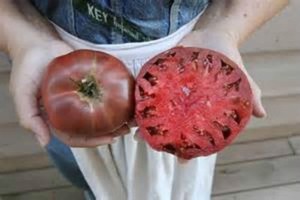 Old-Tyme-Purple-Tomato-HEIRLOOM-20-seeds-COMB-S-H-SEE-OUR-STORE