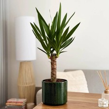 Yucca Elephantipes Spineless Yucca Live Indoor Houseplant 50-60cm in 13cm Pot