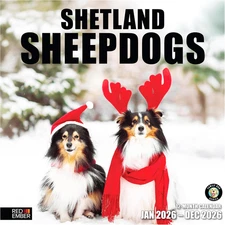 Shetland Sheepdogs 2026 Wall Calendar 12 Month | 12" X 24" Open | Thick & Sturdy