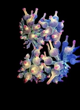 WYSIWYG - BTS Holy Grail Bubble Tip Anemone - Live Coral