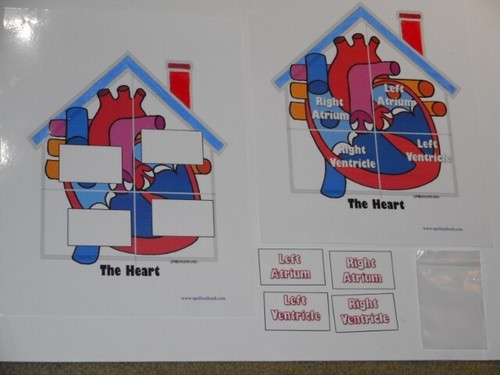 Educational Heart Healthy Set Primary Level 8 Activities Laminated Brand New! - Picture 9 of 9