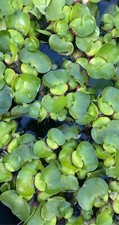 BUY 2 GET 1 FREE 6 Fresh Hyacinth Pond Plants - Plant Flower - Koi pond